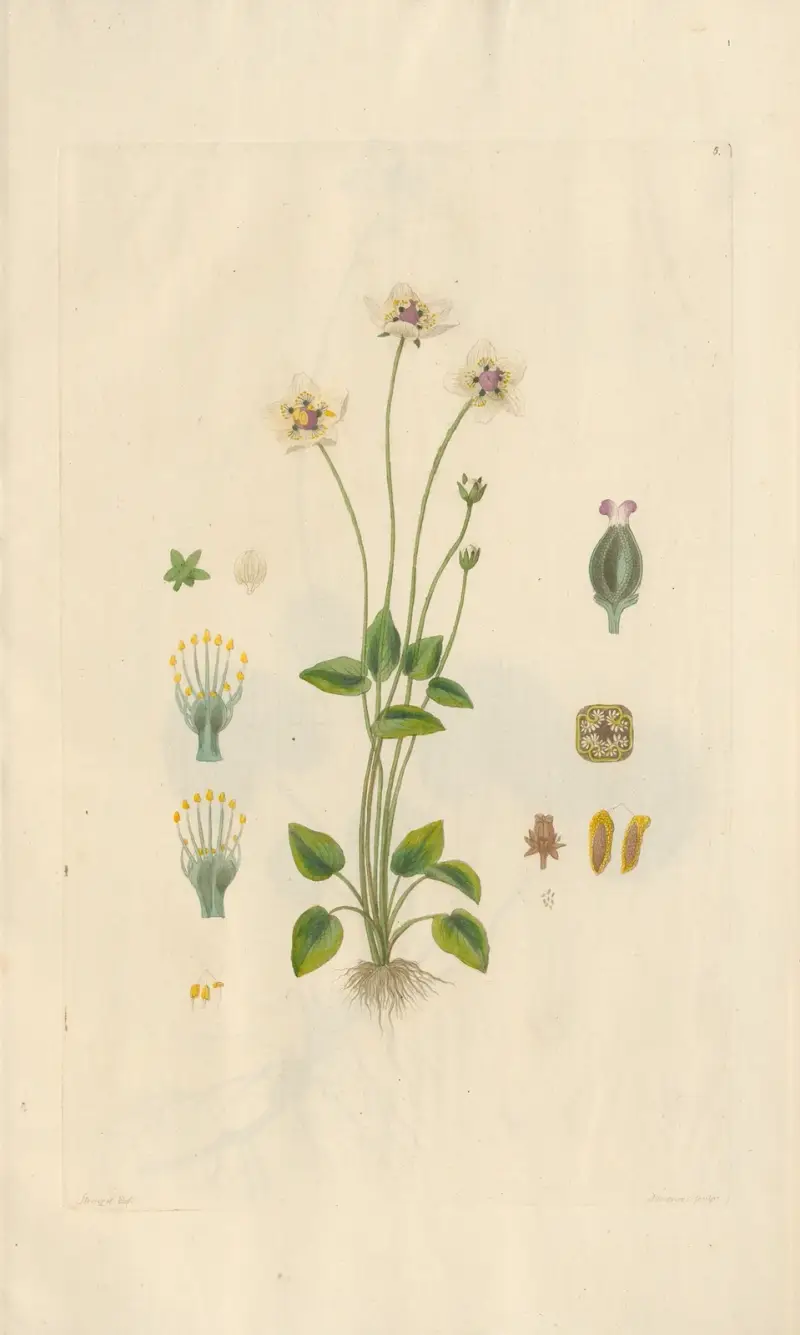 Parnassia palustris av Leopold Trattinnick