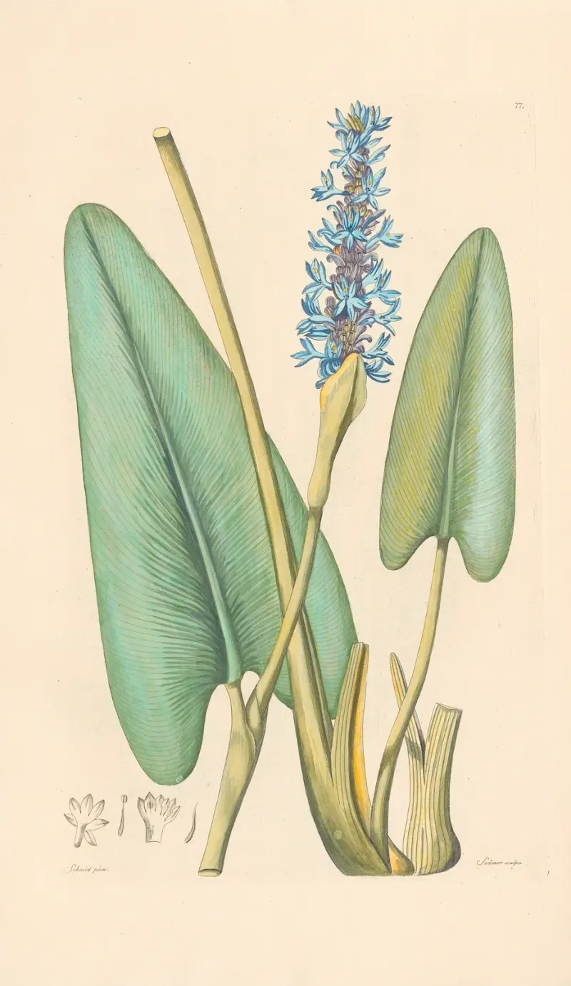 Pontederia cordata av Leopold Trattinnick