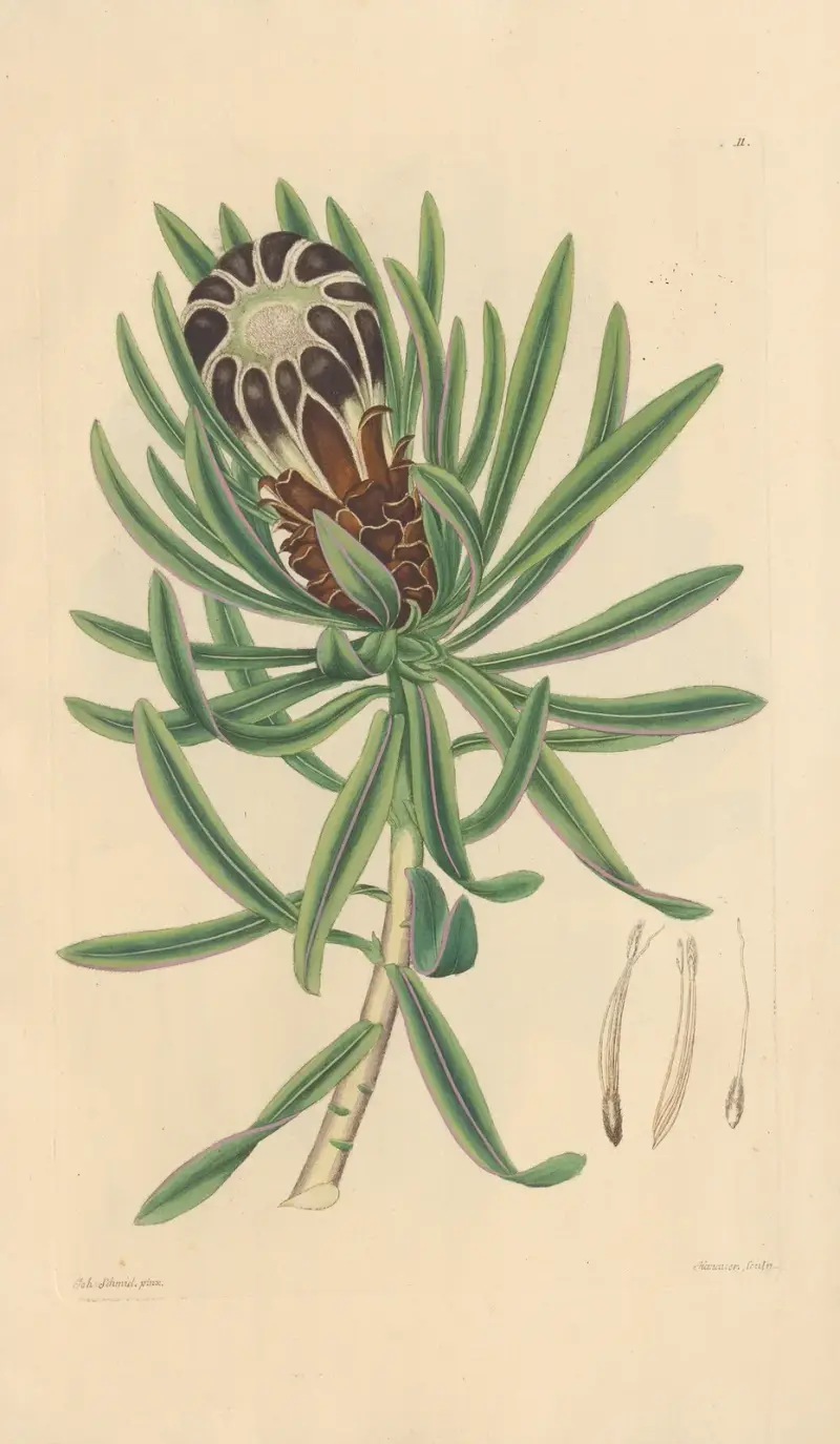 Protea melaleuca av Leopold Trattinnick