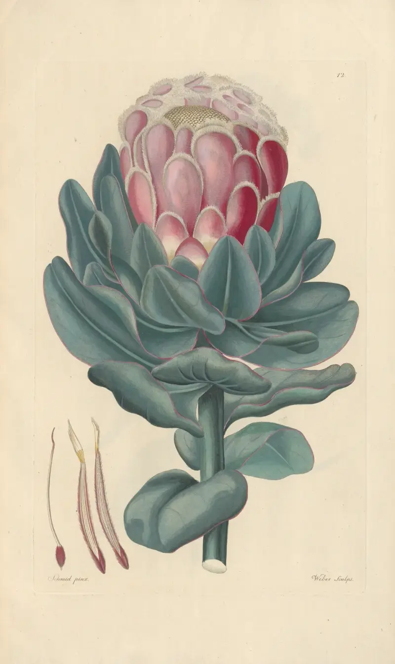 Protea speciosa von Leopold Trattinnick