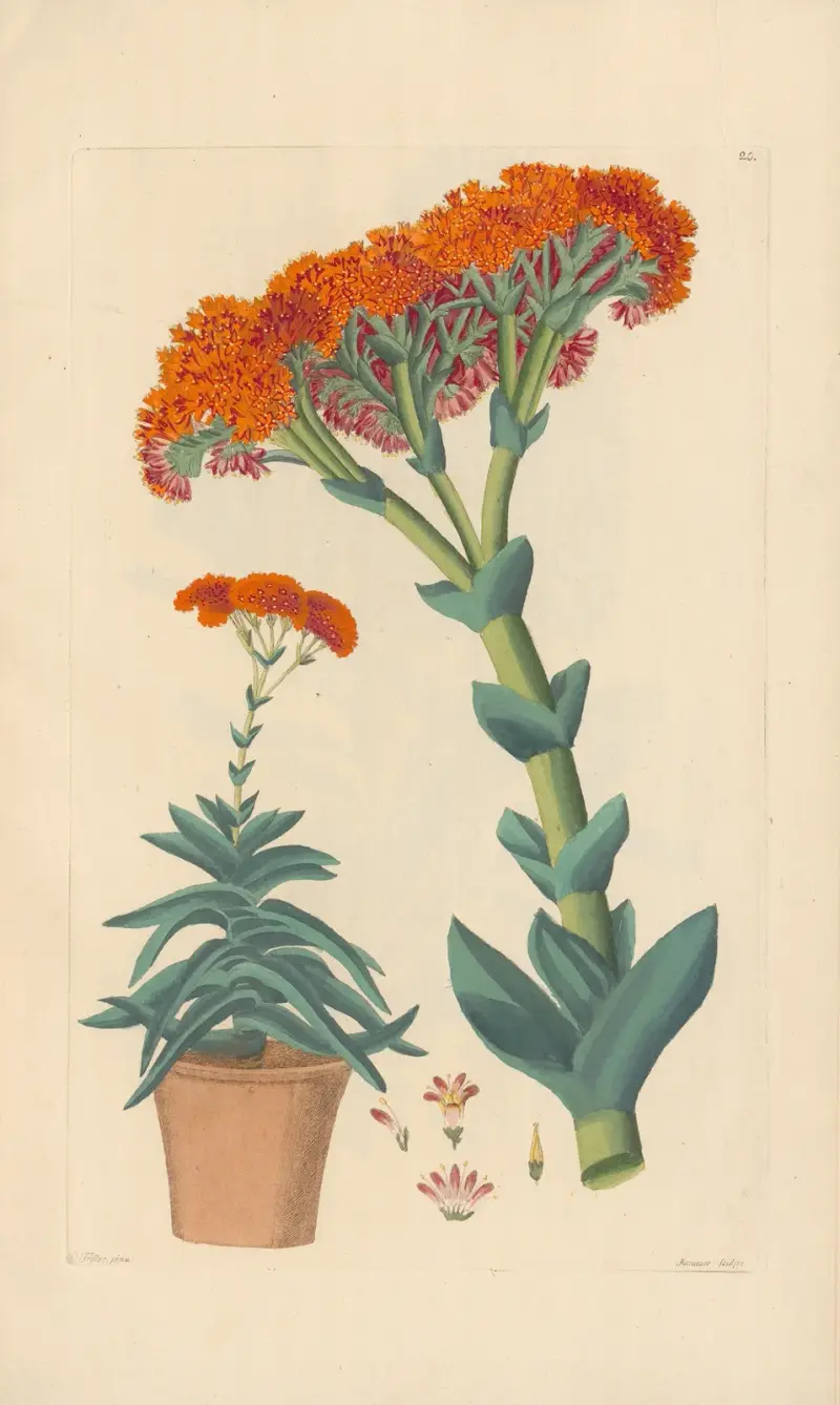 Rochea falcata, Leopold Trattinnick