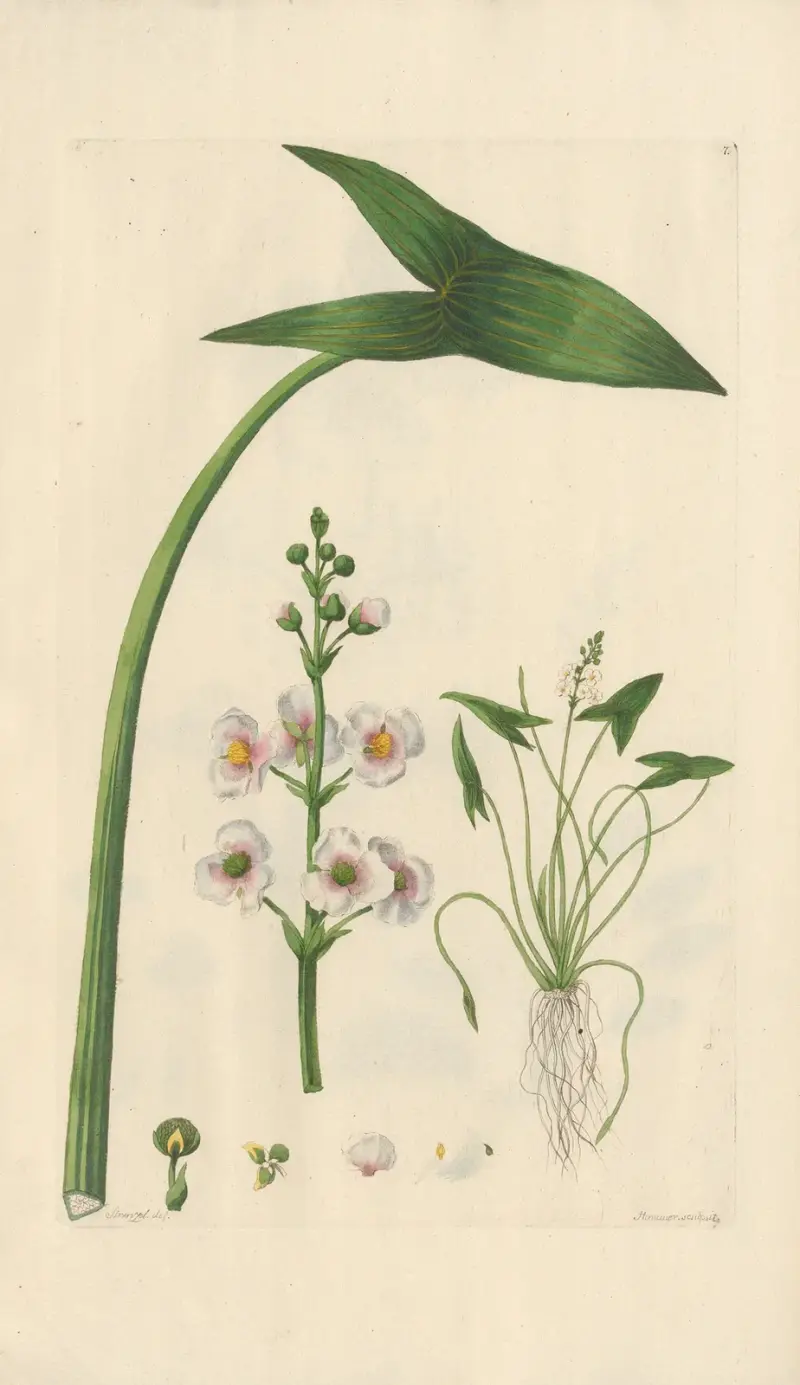 Pilblad (Sagittaria sagittifolia) av Leopold Trattinnick