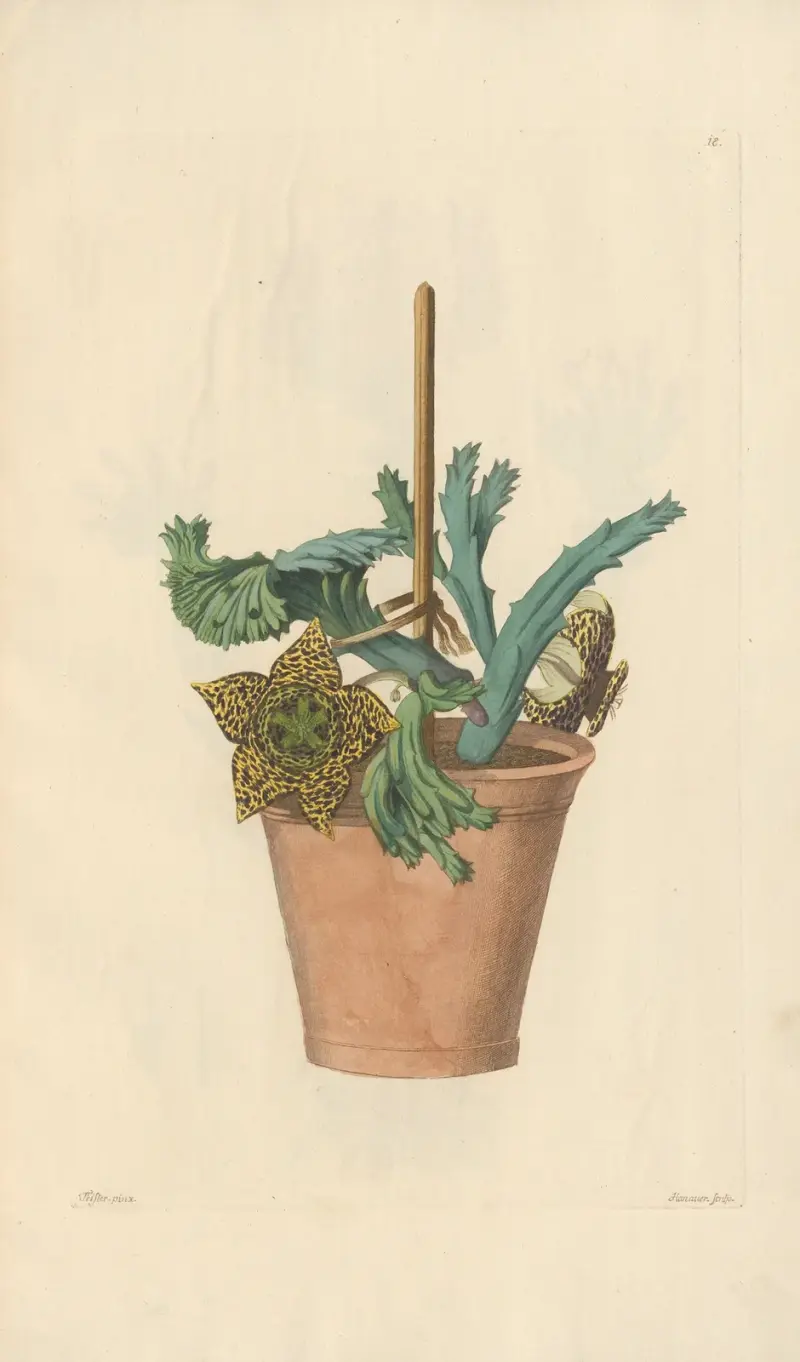 Stapelia variegata av Leopold Trattinnick