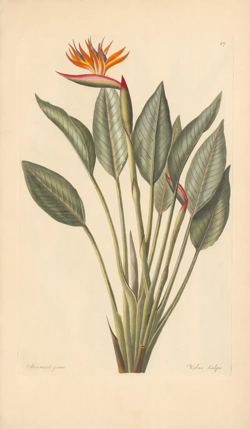 Strelitzia reginae av Leopold Trattinnick