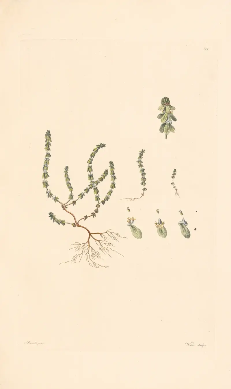 Valantia muralis von Leopold Trattinnick