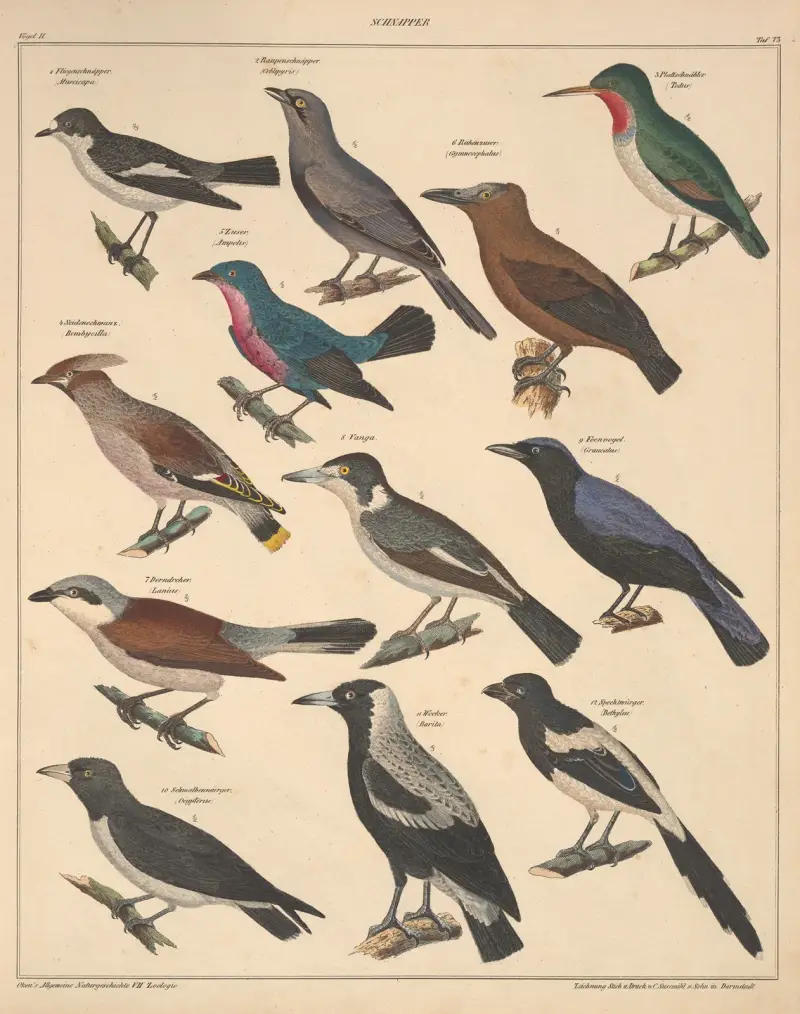 Abbildungen zu Oken’s Allgemeiner Naturgeschichte für alle Stände Pl.119 av Lorenz Oken