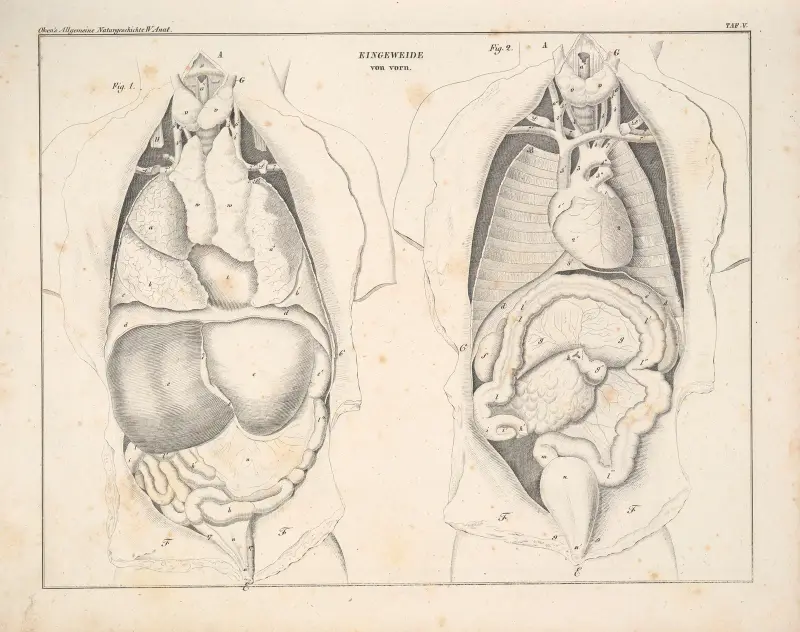 Abbildungen zu Oken’s Allgemeiner Naturgeschichte für alle Stände Pl.051 av Lorenz Oken
