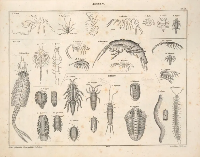 Abbildungen zu Oken’s Allgemeiner Naturgeschichte für alle Stände Pl.078 av Lorenz Oken
