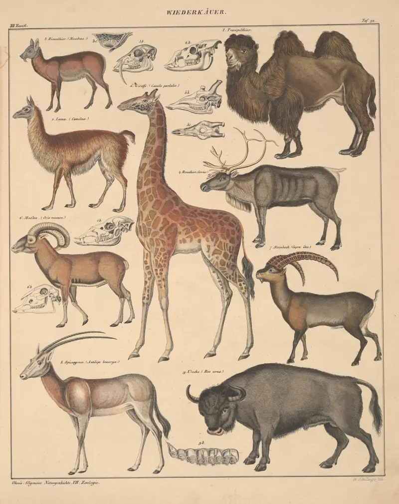 Abbildungen zu Oken’s Allgemeiner Naturgeschichte für alle Stände Pl.138 av Lorenz Oken