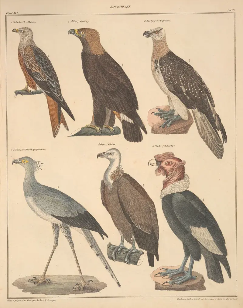 Illustrationer till Okens allmänna naturhistoria för alla stånd, plansch 121 av Lorenz Oken
