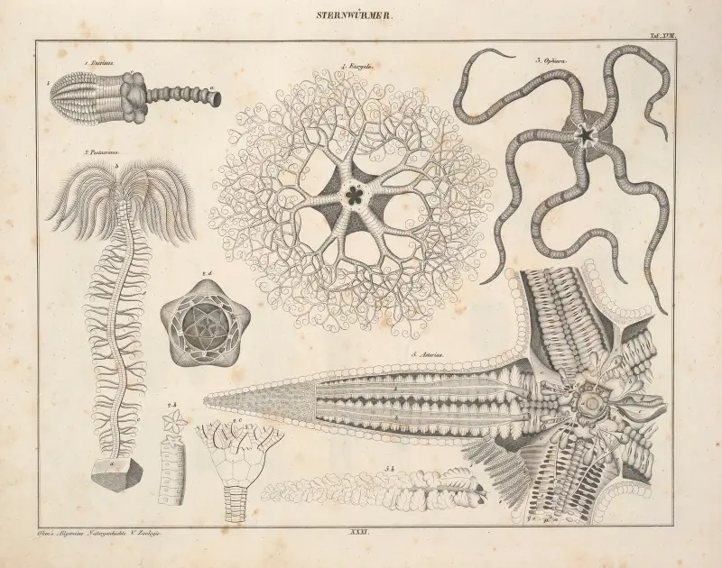 Illustrationer till Okens allmänna naturhistoria för alla stånd, plansch 77 av Lorenz Oken