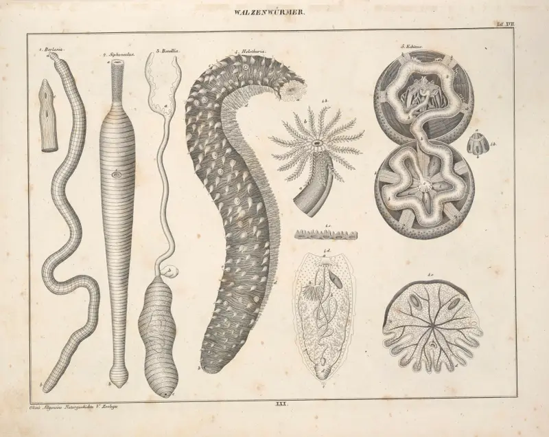 Illustrationer till Okens allmänna naturhistoria för alla stånd, plansch 76 av Lorenz Oken