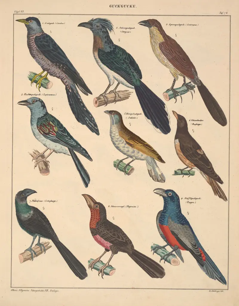 Abbildungen zu Oken’s Allgemeiner Naturgeschichte für alle Stände Pl.124 av Lorenz Oken