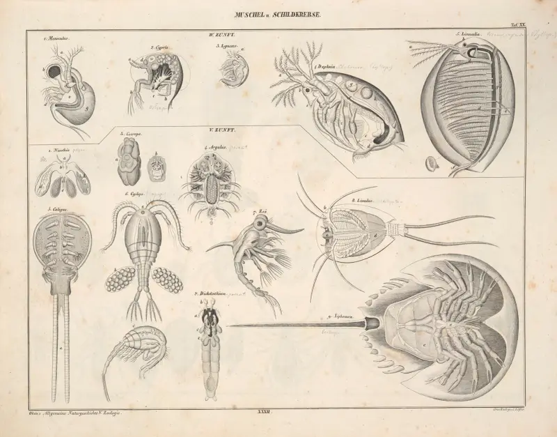 Abbildungen zu Oken’s Allgemeiner Naturgeschichte für alle Stände Pl.079 av Lorenz Oken
