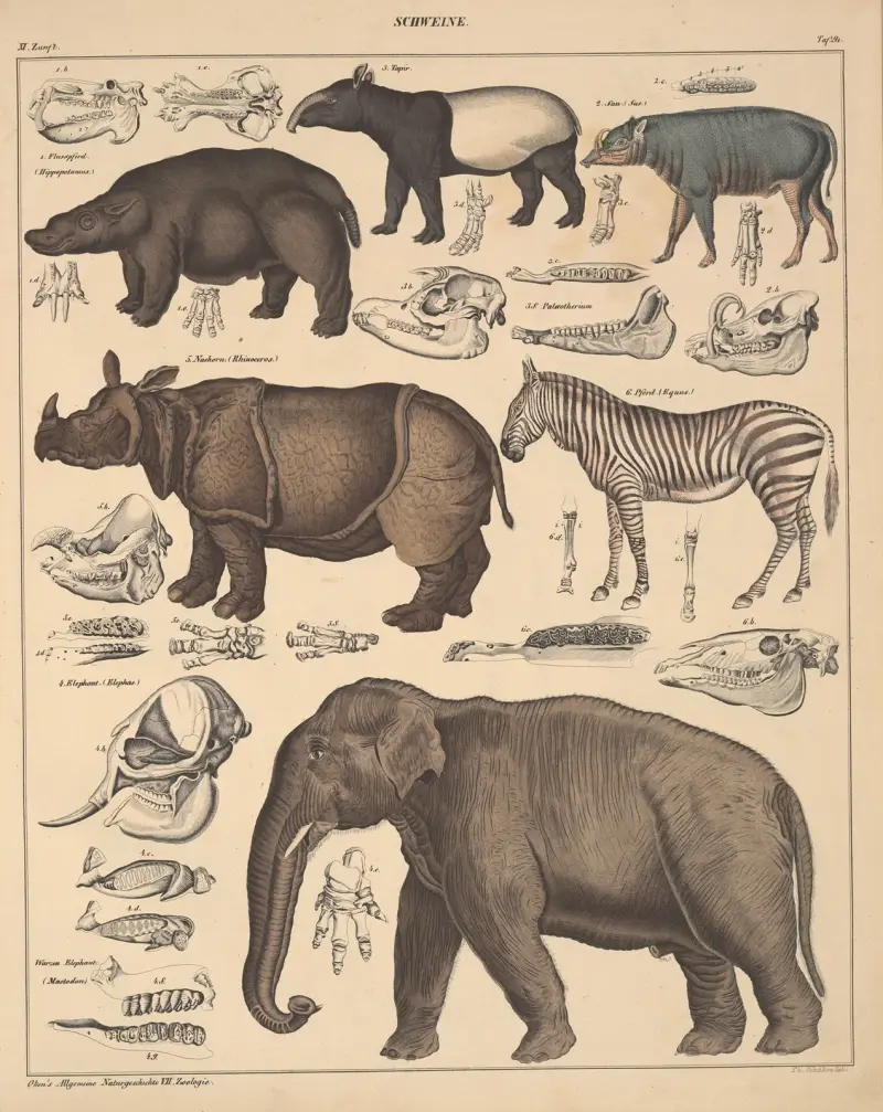 Illustrationer till Okens allmänna naturhistoria för alla stånd, plansch 137 av Lorenz Oken