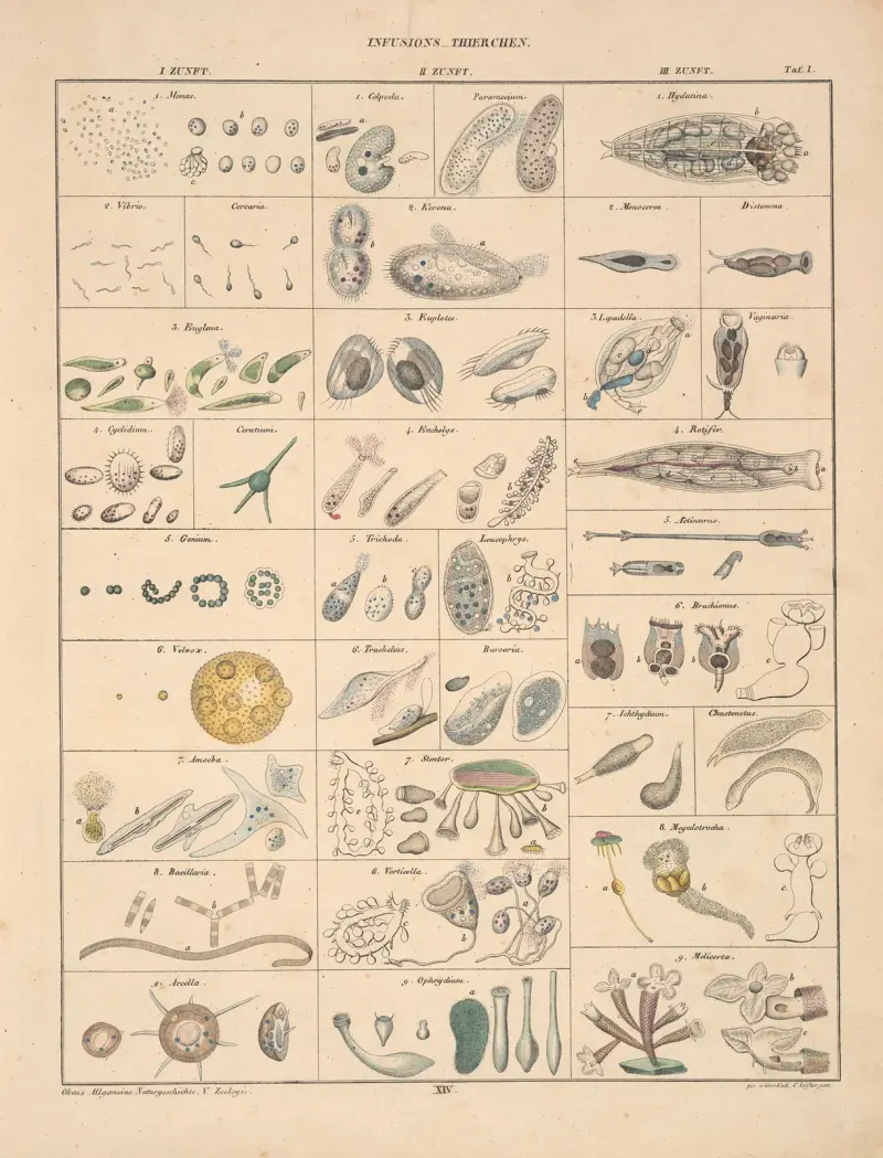 Abbildungen zu Oken’s Allgemeiner Naturgeschichte für alle Stände Pl.060 av Lorenz Oken