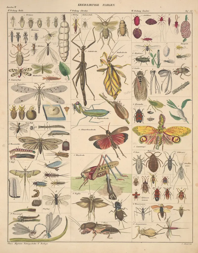 Illustrationer till Okens allmänna naturhistoria för alla stånd, plansch 86 av Lorenz Oken