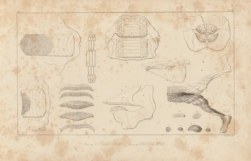 Recherches sur les poissons fossiles Pl.256 av Louis Agassiz