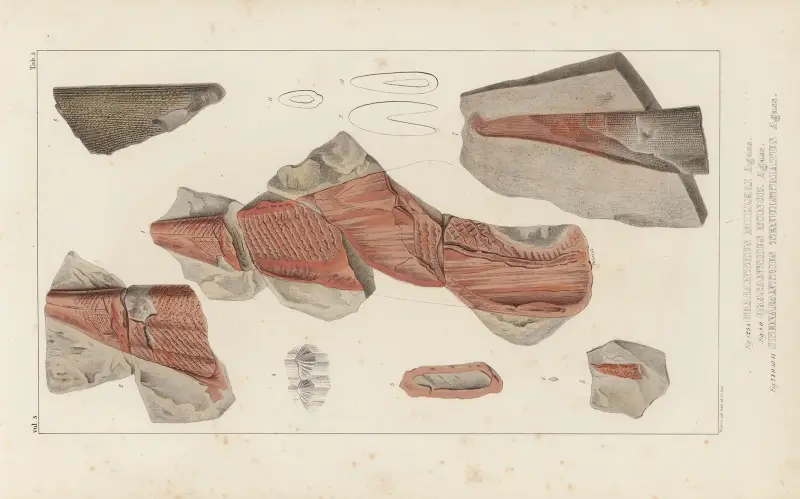 Recherches sur les poissons fossiles Pl.276 av Louis Agassiz