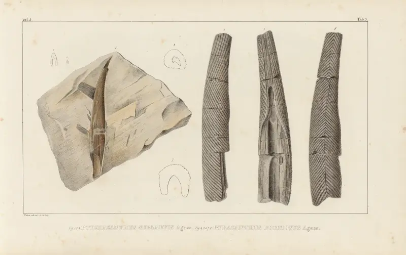 Recherches sur les poissons fossiles Pl.278 av Louis Agassiz