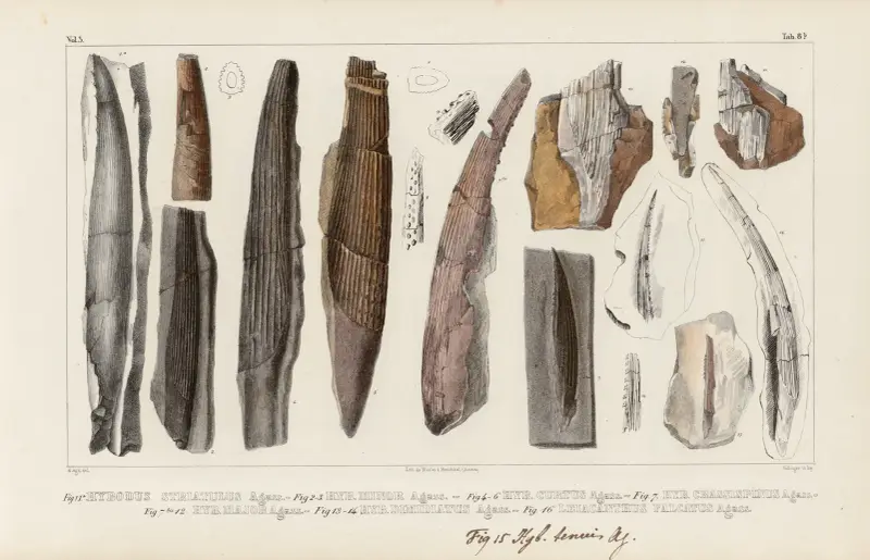 Recherches sur les poissons fossiles Pl.283 av Louis Agassiz