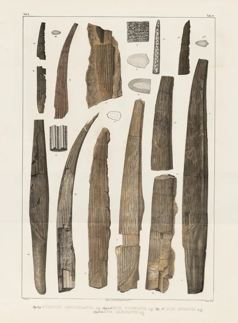Recherches sur les poissons fossiles Pl.284 av Louis Agassiz