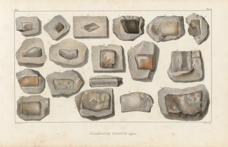 Recherches sur les poissons fossiles Pl.290 av Louis Agassiz