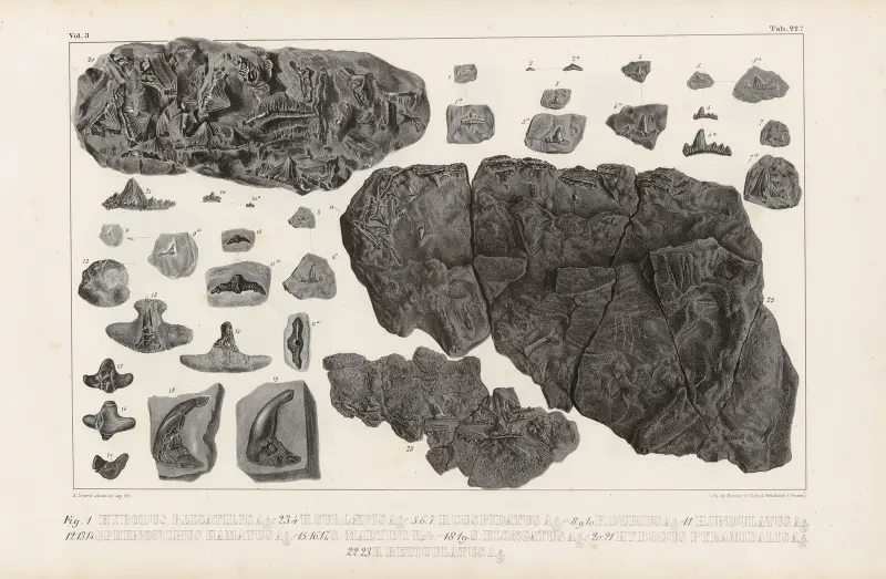 Recherches sur les poissons fossiles Pl.300 av Louis Agassiz