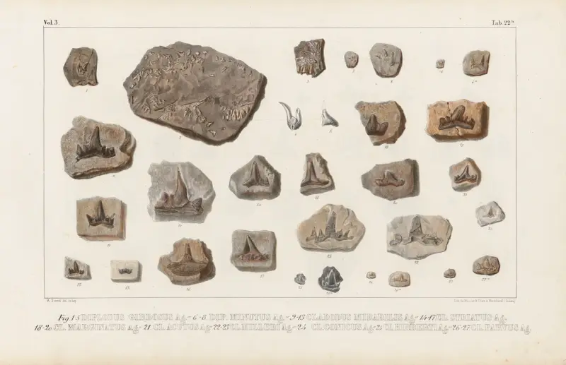 Recherches sur les poissons fossiles Pl.301 av Louis Agassiz