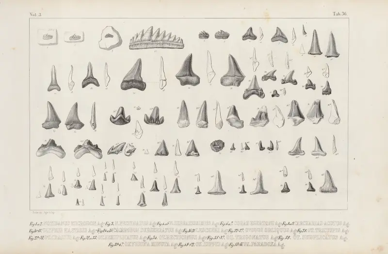 Recherches sur les poissons fossiles Pl.319 av Louis Agassiz