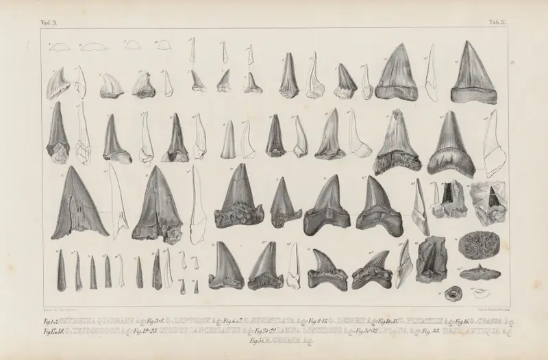 Recherches sur les poissons fossiles Pl.320 av Louis Agassiz
