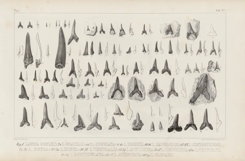 Recherches sur les poissons fossiles Pl.321 av Louis Agassiz