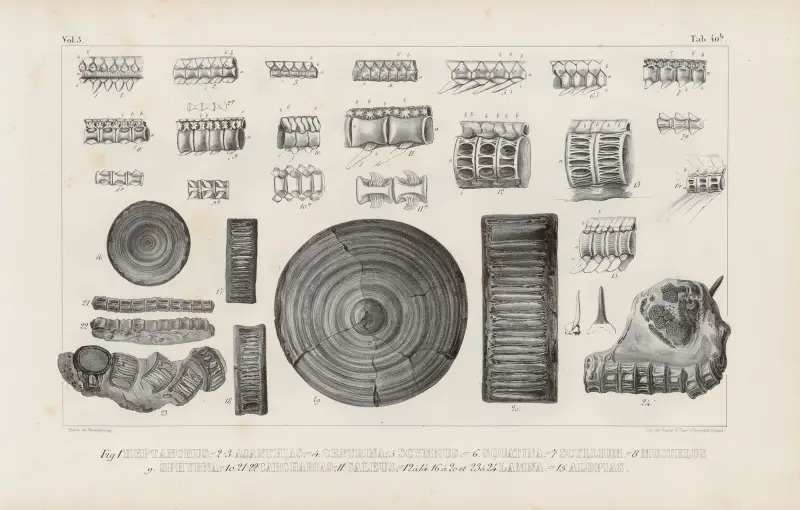 Recherches sur les poissons fossiles Pl.326 av Louis Agassiz