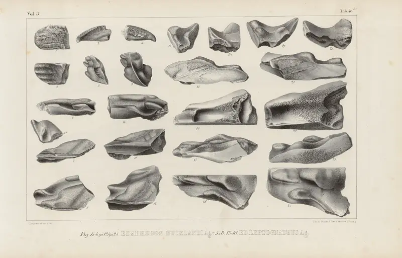 Recherches sur les poissons fossiles Pl.328 av Louis Agassiz