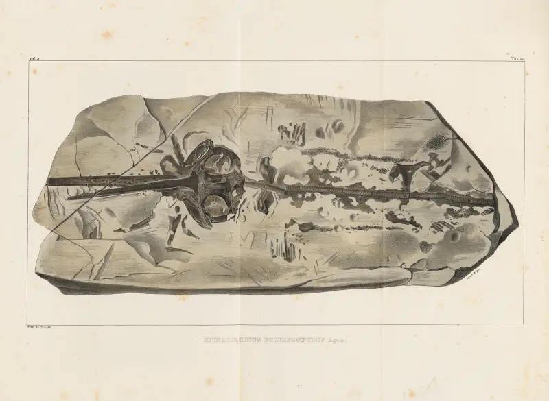 Recherches sur les poissons fossiles Pl.330 av Louis Agassiz