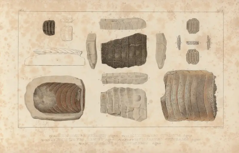 Recherches sur les poissons fossiles Pl.334 av Louis Agassiz