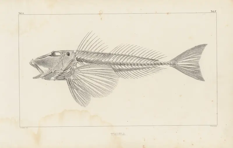 Recherches sur les poissons fossiles Pl.341 av Louis Agassiz