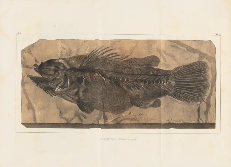 Recherches sur les poissons fossiles Pl.348 av Louis Agassiz