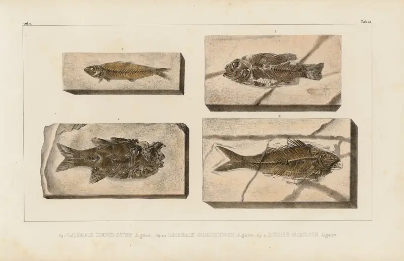 Recherches sur les poissons fossiles Pl.360 av Louis Agassiz