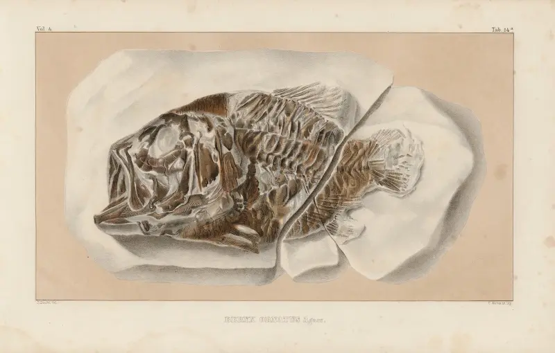 Recherches sur les poissons fossiles Pl.362 av Louis Agassiz