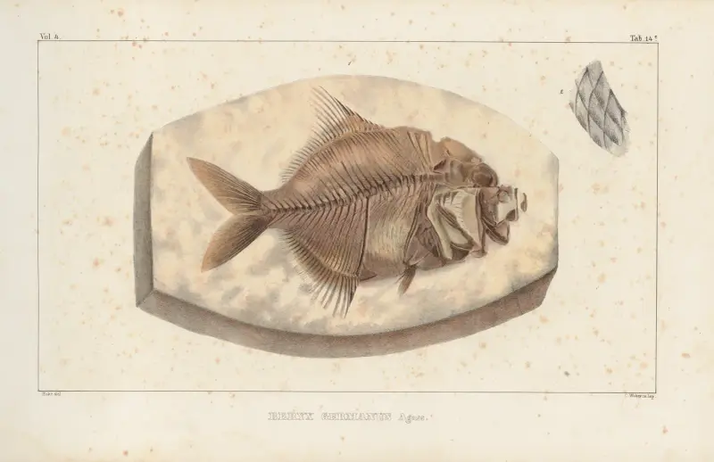 Recherches sur les poissons fossiles Pl.366 av Louis Agassiz