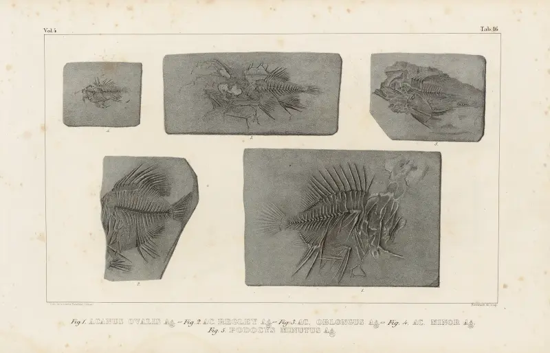Recherches sur les poissons fossiles Pl.368 av Louis Agassiz
