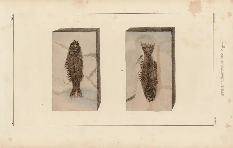 Recherches sur les poissons fossiles Pl.372 av Louis Agassiz