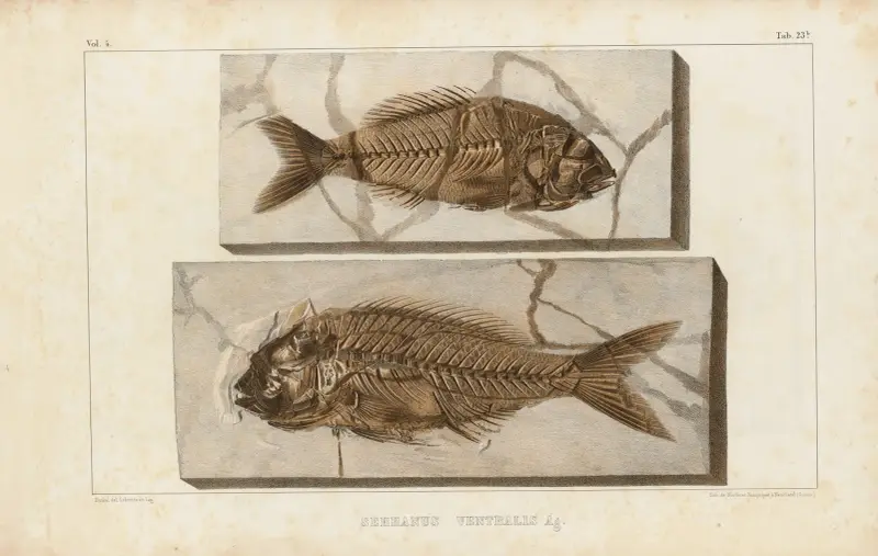 Recherches sur les poissons fossiles Pl.375 av Louis Agassiz