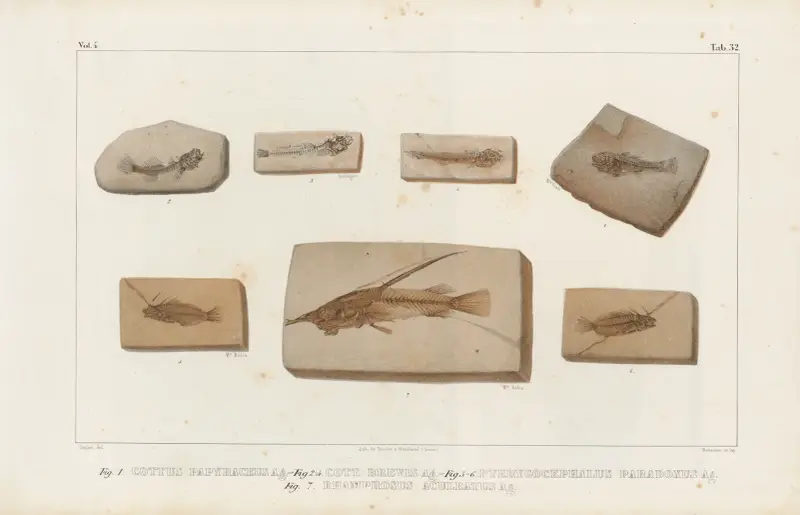 Recherches sur les poissons fossiles Pl.382 av Louis Agassiz