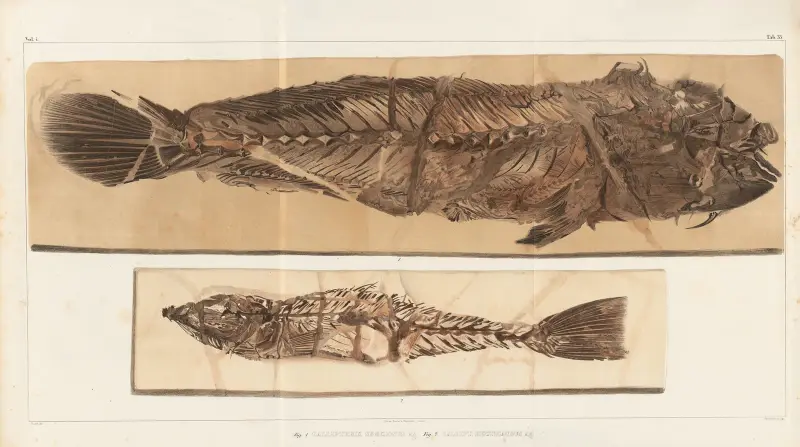 Recherches sur les poissons fossiles Pl.383 av Louis Agassiz
