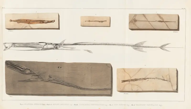 Recherches sur les poissons fossiles Pl.385 av Louis Agassiz