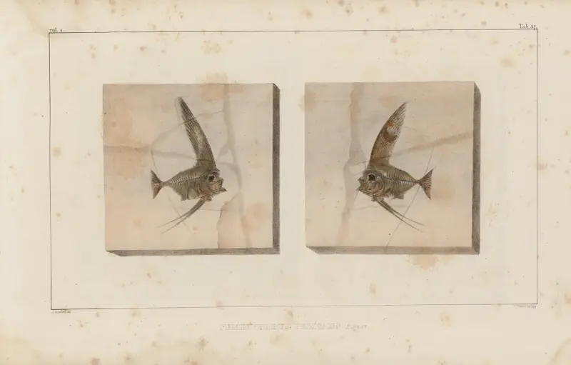 Recherches sur les poissons fossiles Pl.387 av Louis Agassiz