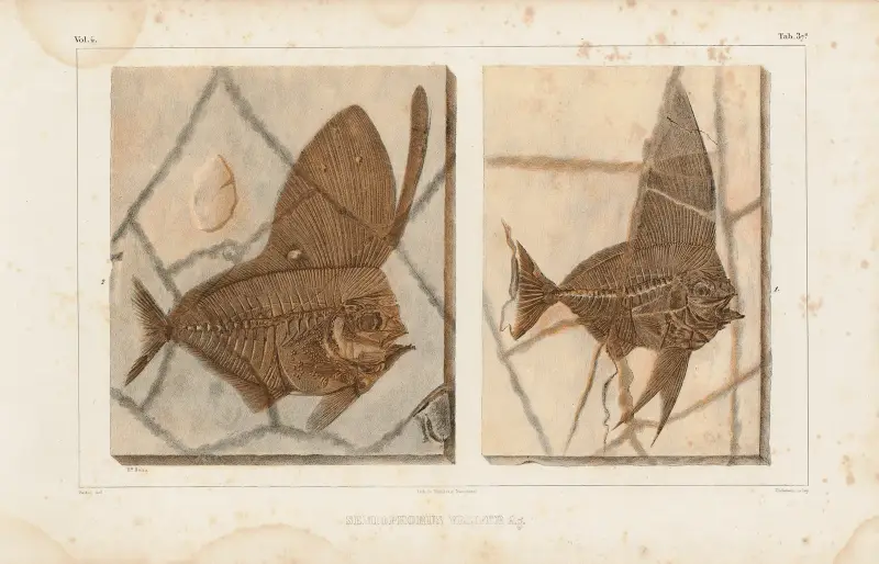Recherches sur les poissons fossiles Pl.388 av Louis Agassiz