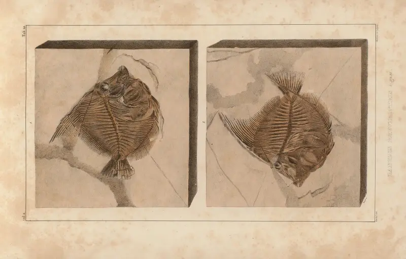 Recherches sur les poissons fossiles Pl.389 av Louis Agassiz